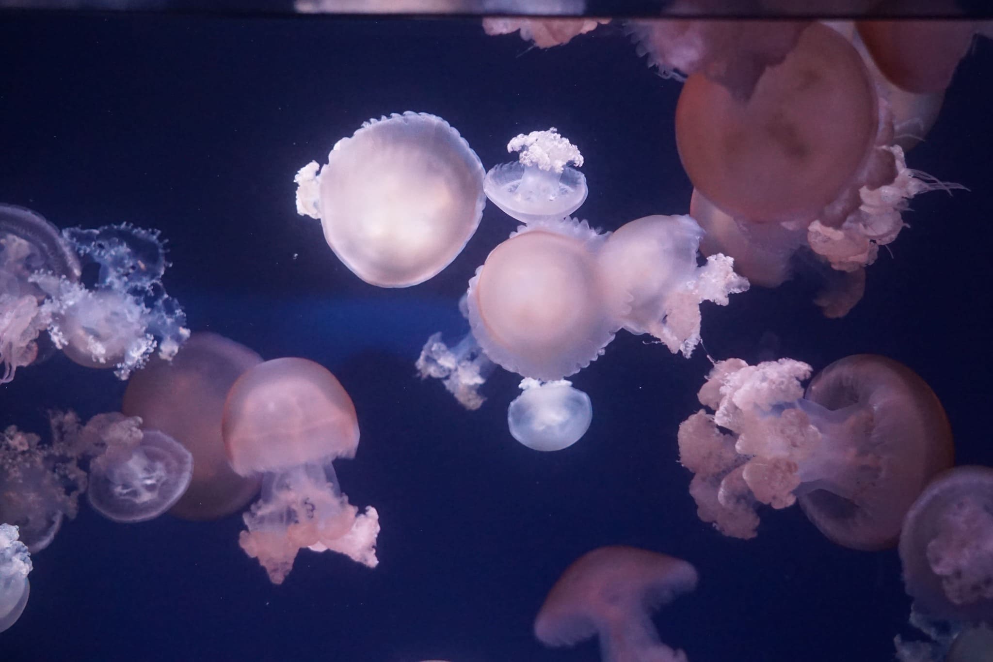 jellyfish1